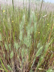 Hordeum marinum