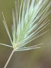 Hordeum marinum