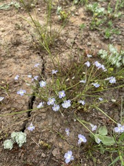 Downingia ornatissima