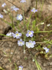 Downingia ornatissima