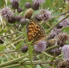 Melitaea phoebe