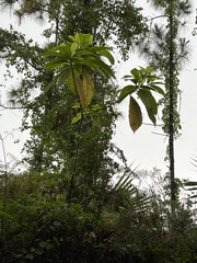 Alstonia macrophylla