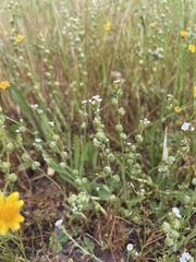 Plagiobothrys greenei