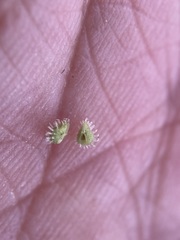 Plagiobothrys greenei