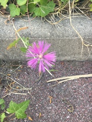 Galactites tomentosus