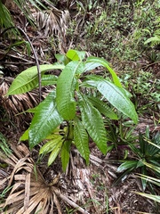 Alstonia macrophylla