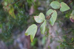 Hypericum grandifolium