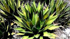 Agave triangularis