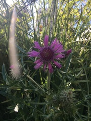 Galactites tomentosus