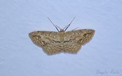 Scopula compensata