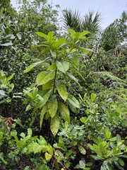 Alstonia macrophylla