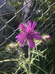 Galactites tomentosus