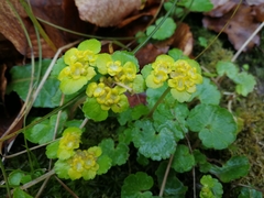 Chrysosplenium alternifolium