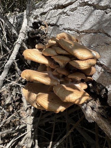 iNaturalist observation photo of Pleurotus ostreatus