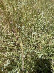 Plagiobothrys canescens canescens