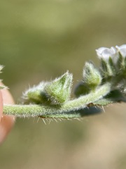 Plagiobothrys canescens canescens