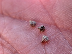 Plagiobothrys canescens canescens