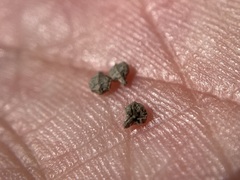 Plagiobothrys canescens canescens