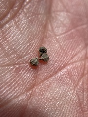 Plagiobothrys canescens canescens