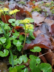 Chrysosplenium alternifolium