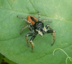 Philaeus chrysops
