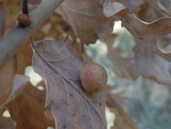 Cynips quercus