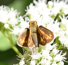 Hylephila phyleus
