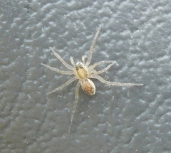 Araneae