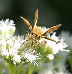 Hylephila phyleus