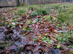 Chrysosplenium alternifolium