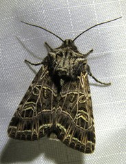 Sideridis reticulata