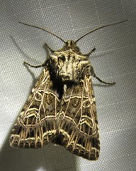 Sideridis reticulata