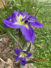Iris giganticaerulea