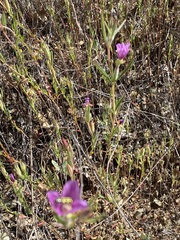Clarkia affinis