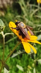 Xylocopa rufidorsum
