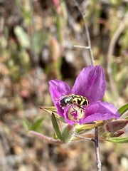 Clarkia affinis