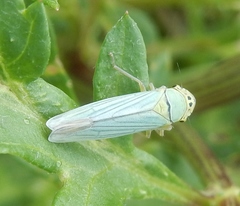 Cicadella