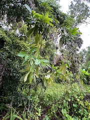 Alstonia macrophylla