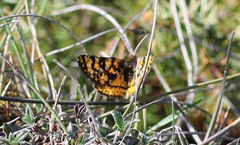 Eurranthis plummistaria