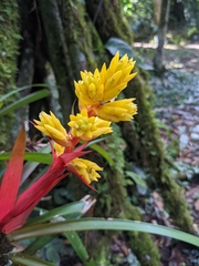 Guzmania zahnii