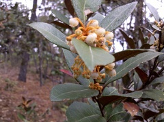 Lyonia squamulosa