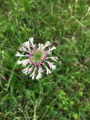 Marshallia legrandii