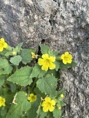 Erythranthe geniculata