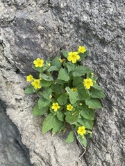 Erythranthe geniculata