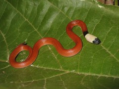 Drepanoides anomalus