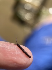 Erichsonella attenuata