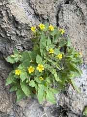 Erythranthe geniculata