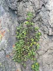 Erythranthe geniculata