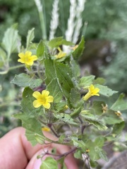 Erythranthe geniculata