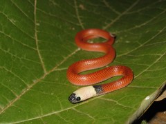 Drepanoides anomalus